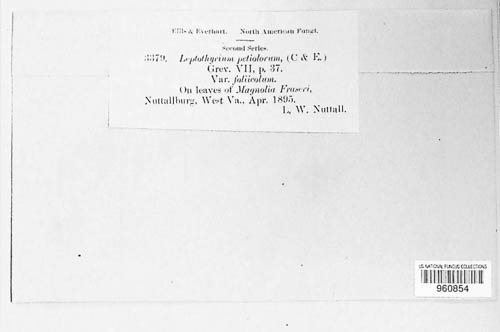 Leptothyrium petiolorum image